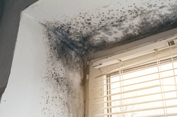 Affordable Basement Mold Removal solutions in Ahoskie, NC
